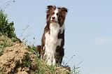 BORDER COLLIE 549